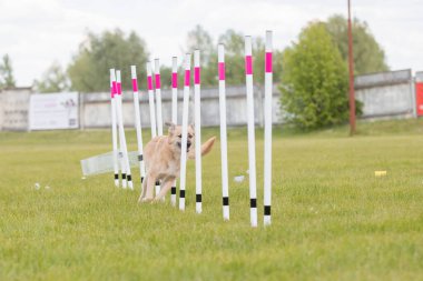 Çeviklik rotasında dokuma boyunca koşan köpek yatay.
