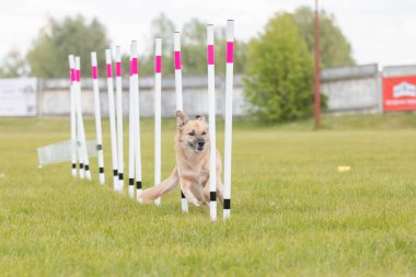 Çeviklik rotasında dokuma boyunca koşan köpek yatay.