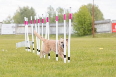 Çeviklik rotasında dokuma boyunca koşan köpek yatay.