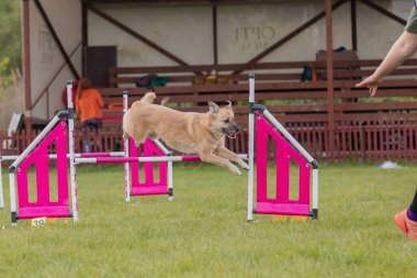 Çeviklik rotasında dokuma boyunca koşan köpek yatay.
