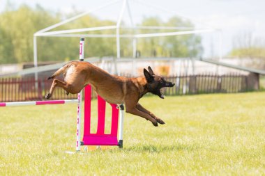 Çeviklik rotasında dokuma boyunca koşan köpek yatay.