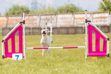 Çeviklik rotasında dokuma boyunca koşan köpek yatay.