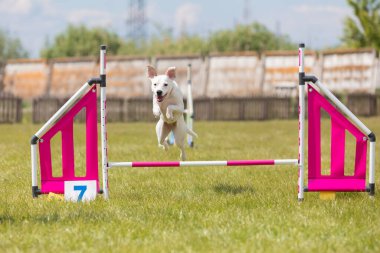 Çeviklik rotasında dokuma boyunca koşan köpek yatay.