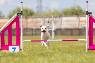 Çeviklik rotasında dokuma boyunca koşan köpek yatay.