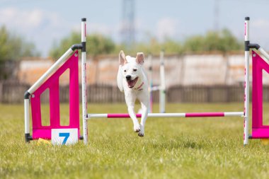 Çeviklik rotasında dokuma boyunca koşan köpek yatay.