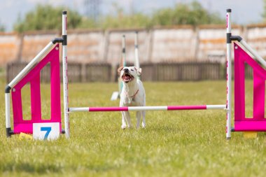 Çeviklik rotasında dokuma boyunca koşan köpek yatay.