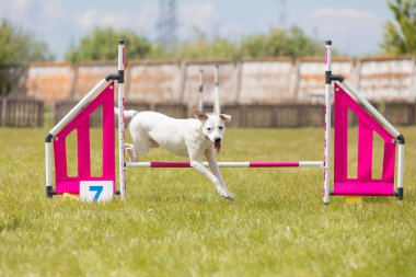 Çeviklik rotasında dokuma boyunca koşan köpek yatay.