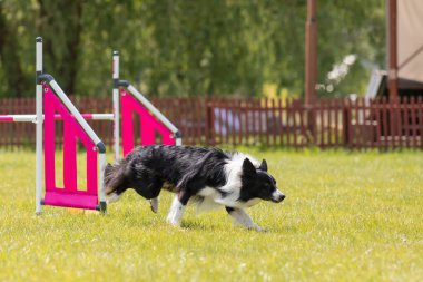 Çeviklik rotasında dokuma boyunca koşan köpek yatay.