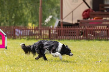 Çeviklik rotasında dokuma boyunca koşan köpek yatay.