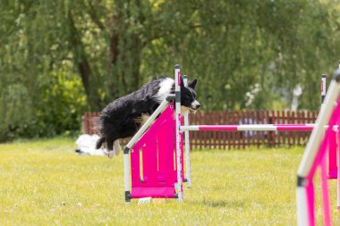 Çeviklik rotasında dokuma boyunca koşan köpek yatay.