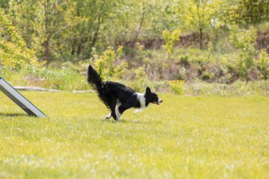 Köpek, temas bölgesiyle birlikte çeviklik engelli köpek yürüyüşü yapıyor. Çeviklik