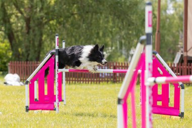 Çeviklik rotasında dokuma boyunca koşan köpek yatay.