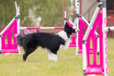 Çeviklik rotasında dokuma boyunca koşan köpek yatay.