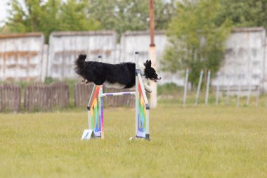 Çeviklik rotasında dokuma boyunca koşan köpek yatay.