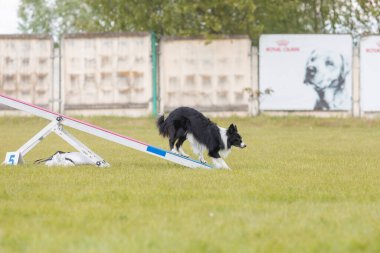 Köpek, temas bölgesiyle birlikte çeviklik engelli köpek yürüyüşü yapıyor. Çeviklik
