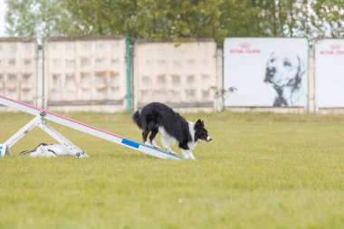 Köpek, temas bölgesiyle birlikte çeviklik engelli köpek yürüyüşü yapıyor. Çeviklik