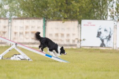 Köpek, temas bölgesiyle birlikte çeviklik engelli köpek yürüyüşü yapıyor. Çeviklik