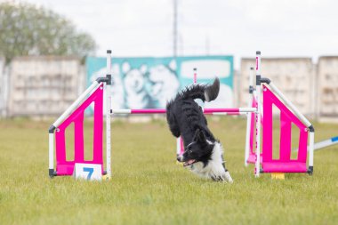 Çeviklik rotasında dokuma boyunca koşan köpek yatay.