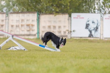 Köpek, temas bölgesiyle birlikte çeviklik engelli köpek yürüyüşü yapıyor. Çeviklik