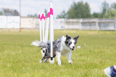 Çeviklik rotasında dokuma boyunca koşan köpek yatay.