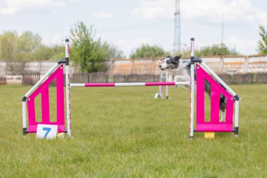 Çeviklik rotasında dokuma boyunca koşan köpek yatay.