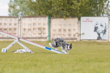 Köpek, temas bölgesiyle birlikte çeviklik engelli köpek yürüyüşü yapıyor. Çeviklik