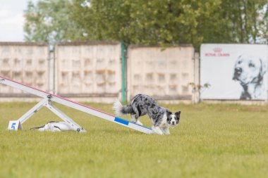 Köpek, temas bölgesiyle birlikte çeviklik engelli köpek yürüyüşü yapıyor. Çeviklik