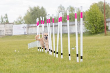 Çeviklik rotasında dokuma boyunca koşan köpek yatay.