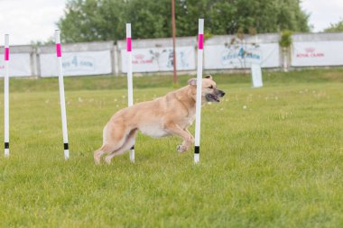 Çeviklik rotasında dokuma boyunca koşan köpek yatay.