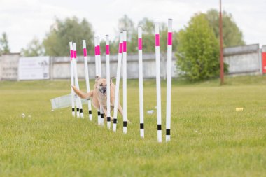 Çeviklik rotasında dokuma boyunca koşan köpek yatay.