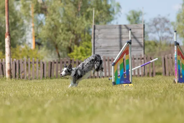 Anjing Melompat Atas Rintangan Tentu Saja Kelincahan Kompetisi Ketangkasan Olahraga — Stok Foto
