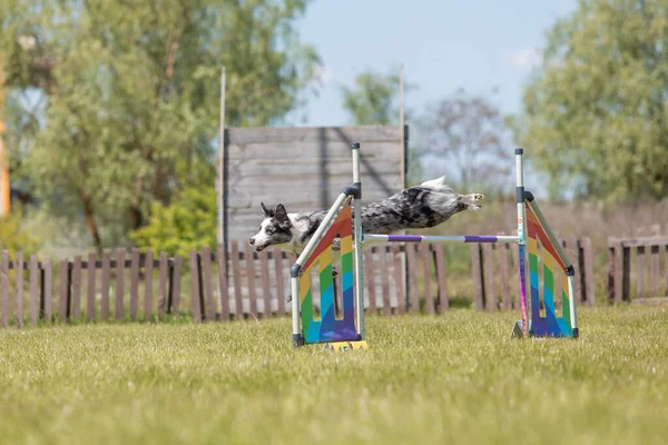 Hund Springt Über Hürde Eines Geschicklichkeitsparcours Agility Wettbewerb Hundesport — Stockfoto