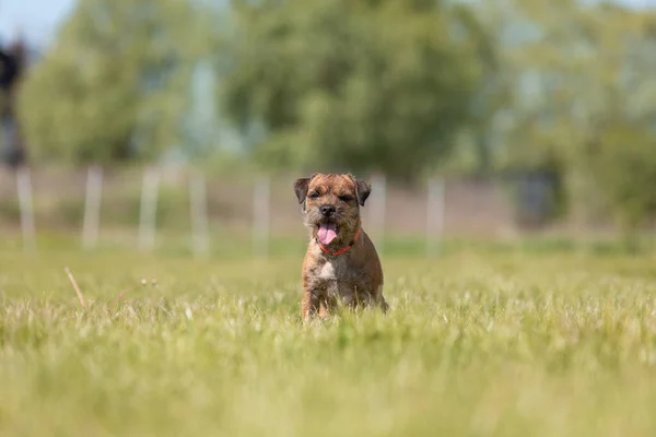 可愛いです純血種の国境の犬でフィールド — ストック写真