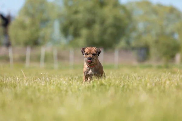Bonito Cão Terrier Borda Pura Campo — Fotografia de Stock