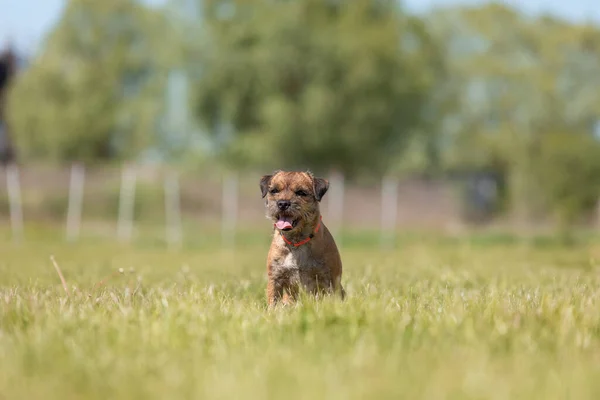 Söt Renrasig Gräns Terrier Hund Fältet — Stockfoto