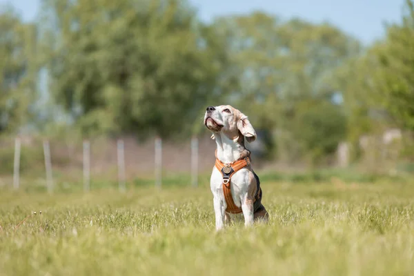 Beagle Perro Corriendo Jugando Medow — Foto de Stock