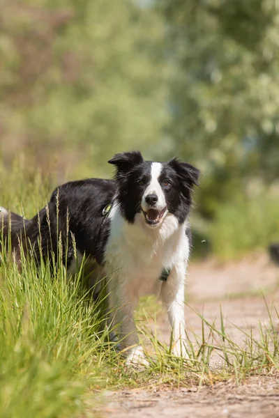Собака Колли Бегает Траве — стоковое фото
