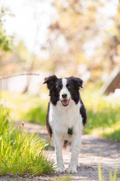 Border Collie Câine Care Rulează Iarbă — Fotografie, imagine de stoc