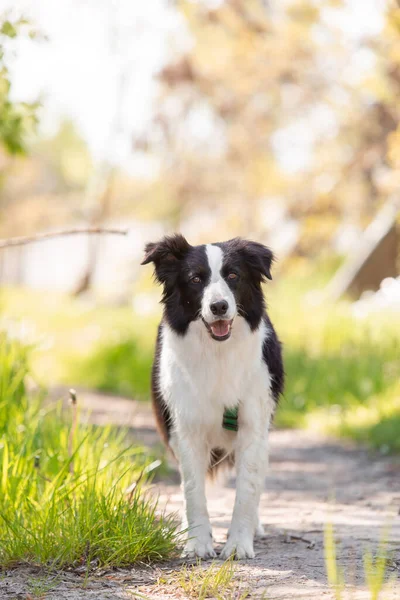 Συνοριακό Σκυλί Collie Τρέχει Στο Γρασίδι — Φωτογραφία Αρχείου