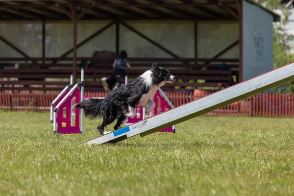 Agilität Des Hundes Hindernislauf Mit Kontaktzone Beweglichkeit — Stockfoto