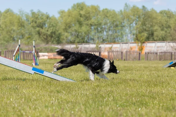 Бегущая Собака Выгуливает Собаку Контактной Зоной Ловкость — стоковое фото