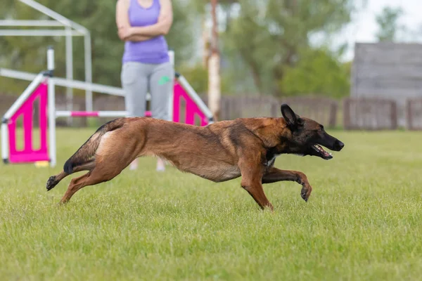 Dog jumps over a hurdle of an agility course. Agility competition, dog sport