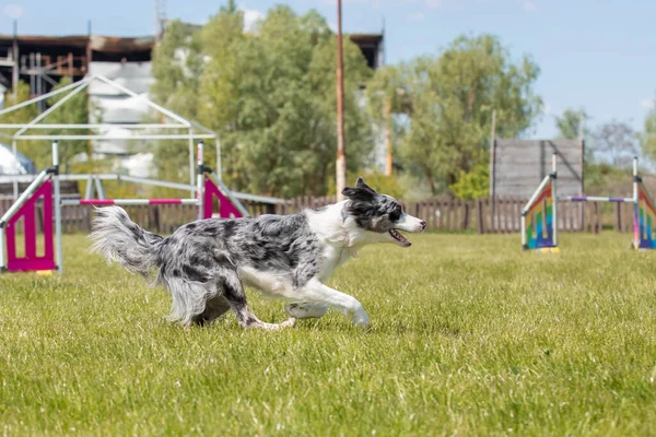 Köpek Çeviklik Kursunun Engellerinden Atlıyor Çeviklik Yarışması Köpek Sporu — Stok fotoğraf