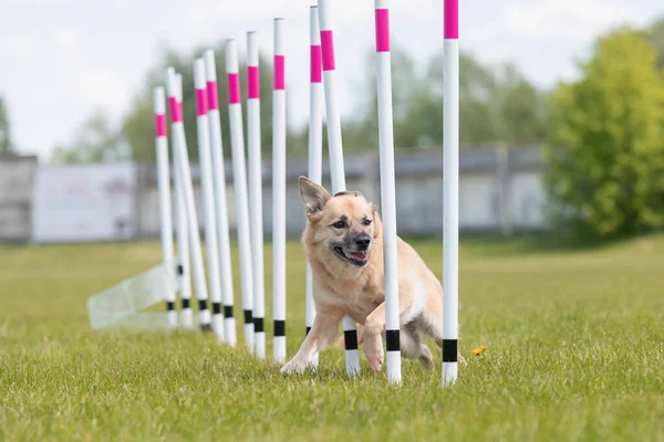 Çeviklik rotasında dokuma boyunca koşan köpek yatay.