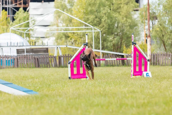 Σκύλος Πηδά Πάνω Από Ένα Εμπόδιο Ενός Μαθήματος Ευκινησίας Διαγωνισμός — Φωτογραφία Αρχείου