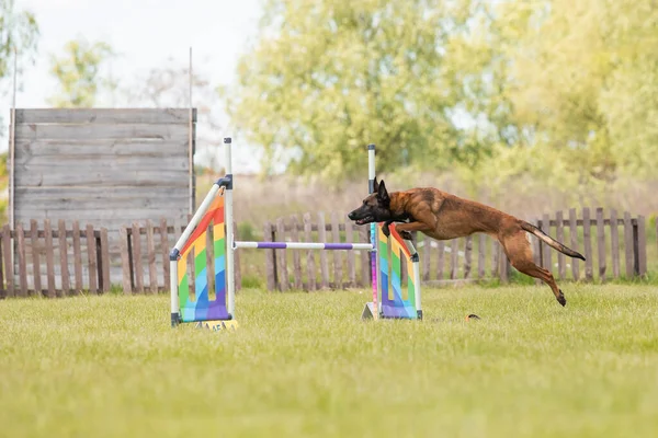 Собака Перепрыгивает Через Препятствие Пути Ловкости Конкурс Ловкости Собачий Спорт — стоковое фото