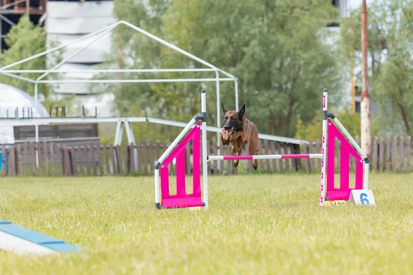 Dog jumps over a hurdle of an agility course. Agility competition, dog sport