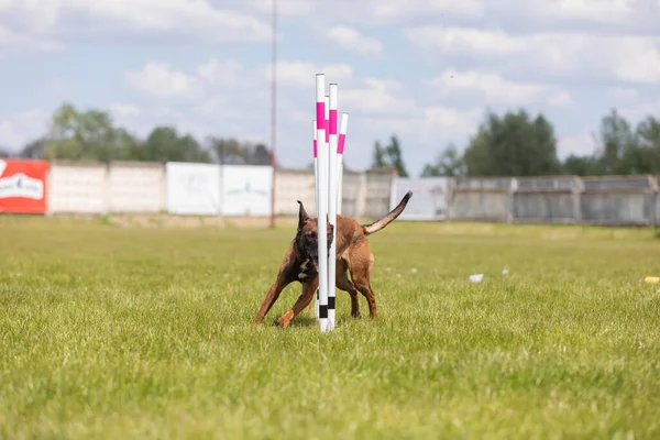 Cão Correndo Através Das Tranças Curso Agilidade Horizontal — Fotografia de Stock