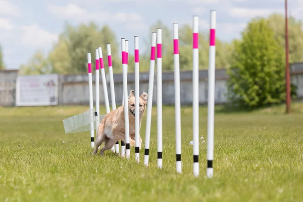Çeviklik rotasında dokuma boyunca koşan köpek yatay.