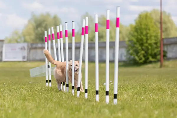 Çeviklik rotasında dokuma boyunca koşan köpek yatay.
